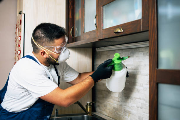 Best Ant Control Services  in Chickasha, OK