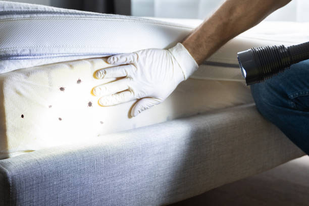 Best Affordable Pest Control Services  in Chickasha, OK