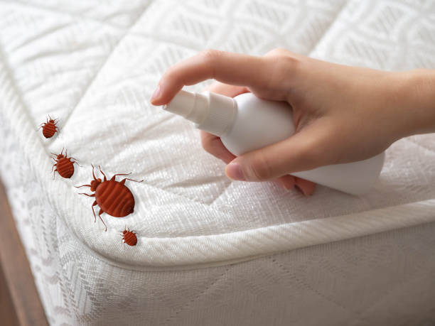 Best Local Pest Control Services  in Chickasha, OK