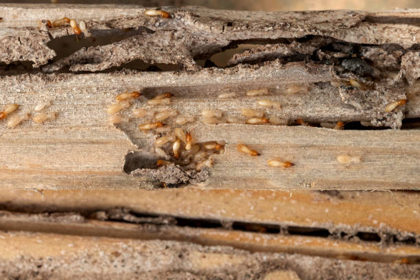 Best Mosquito Control Services  in Chickasha, OK
