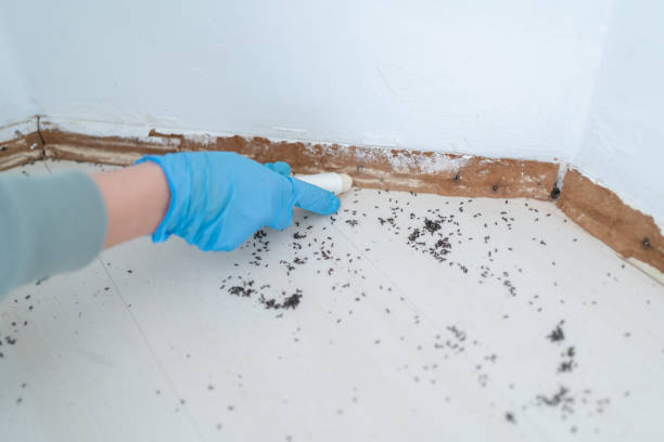 Best Pest Control for Restaurants  in Chickasha, OK